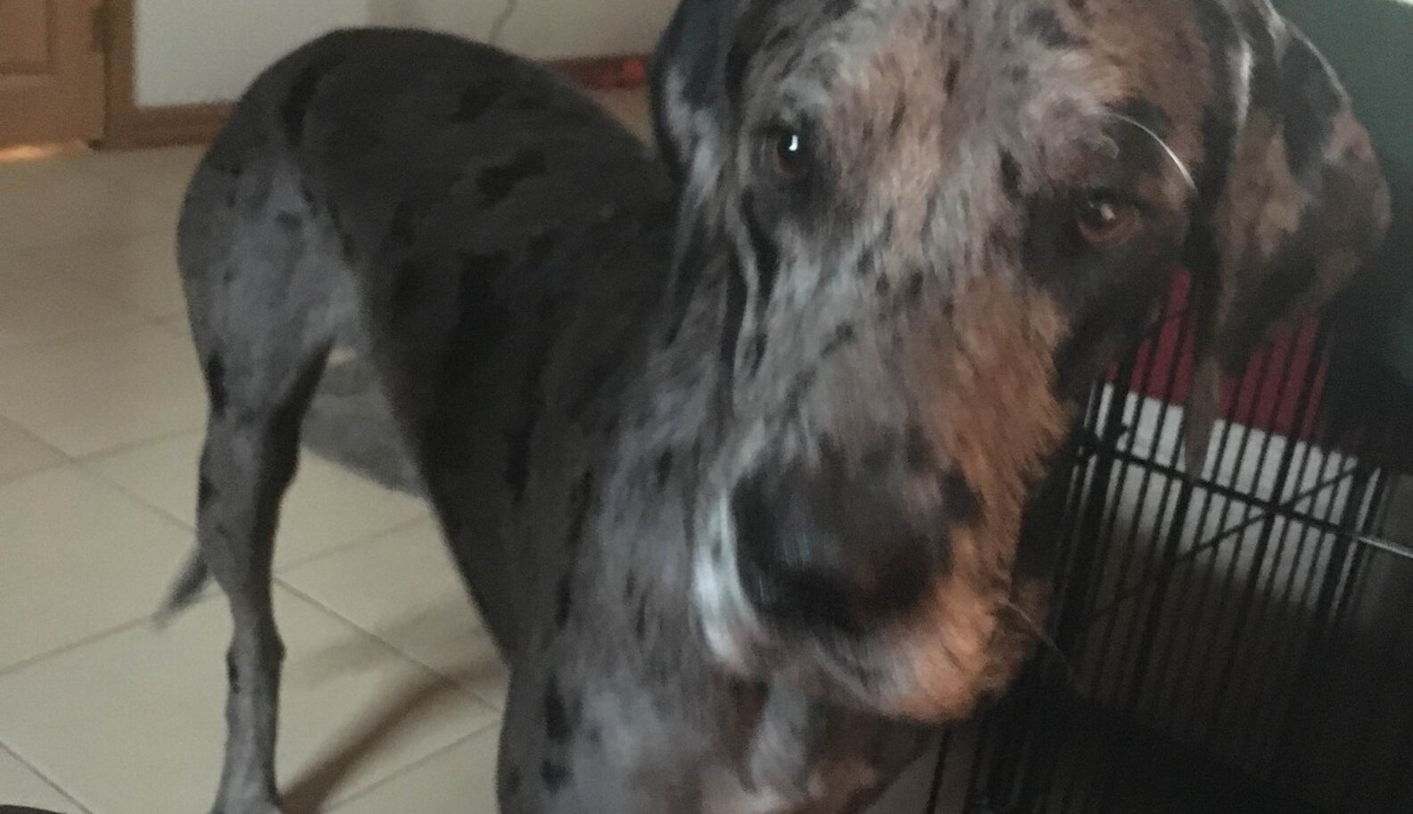 Owner Of Giant Great Dane Still Isn't Sure How She Got Stuck In A Tree ...
