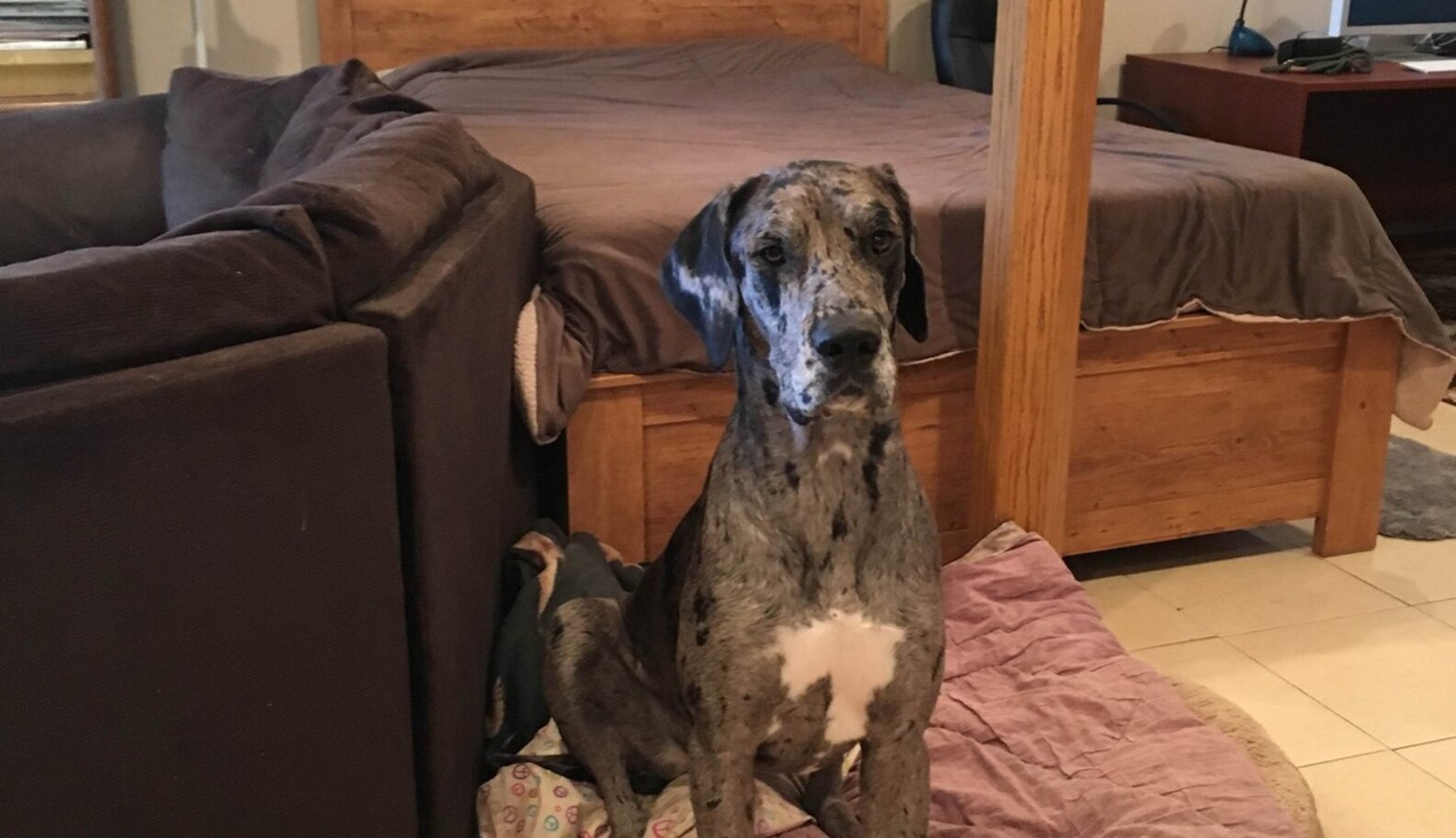 Owner Of Giant Great Dane Still Isn't Sure How She Got Stuck In A Tree ...