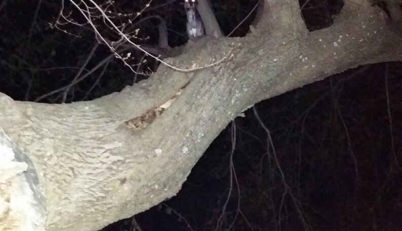 Owner Of Giant Great Dane Still Isn't Sure How She Got Stuck In A Tree ...