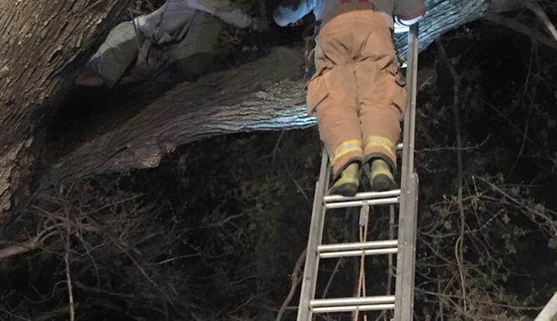 Owner Of Giant Great Dane Still Isn't Sure How She Got Stuck In A Tree ...