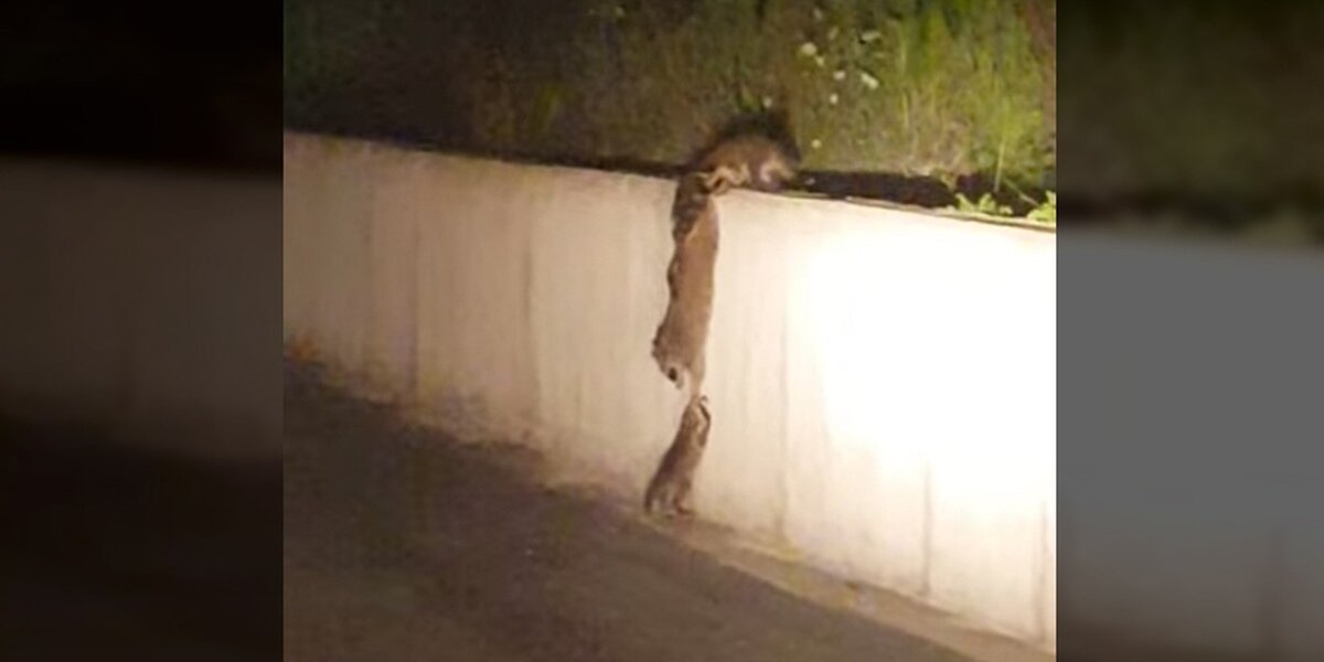 Pulled Raccoon Raccoons Pull Together So Tiny Baby Doesn't Fall Behind - The Dodo