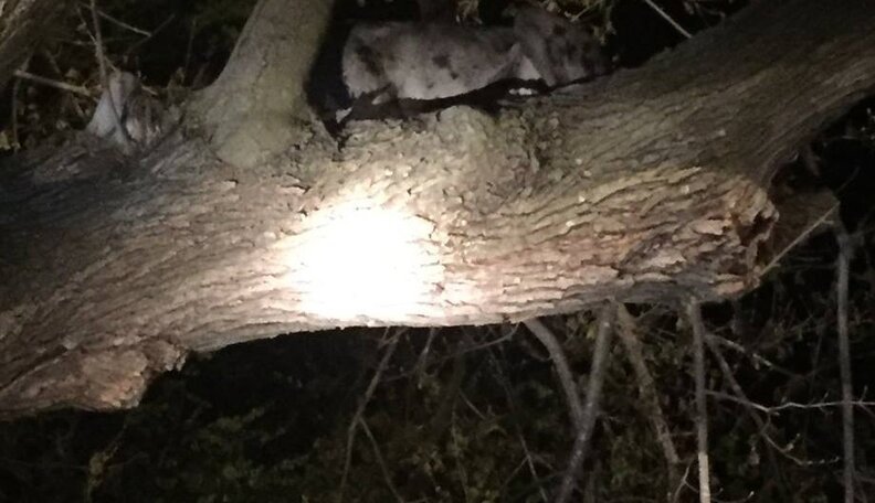 Owner Of Giant Great Dane Still Isn't Sure How She Got Stuck In A Tree ...