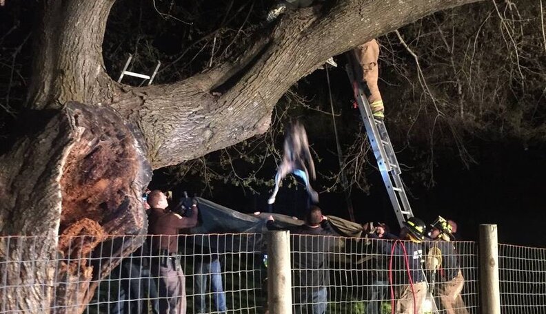 Owner Of Giant Great Dane Still Isn't Sure How She Got Stuck In A Tree ...