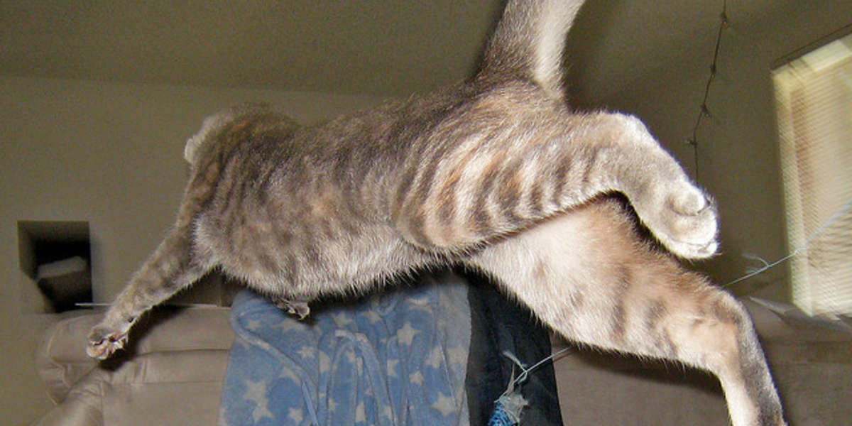 11 Signs Your Cat Is Trying To Break Up Your Relationship The Dodo