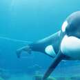 The Next Blackfish? Dutch Court Controls Orca's Fate
