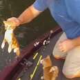 Man Was Fishing When Kittens Came Swimming Right Up To His Boat