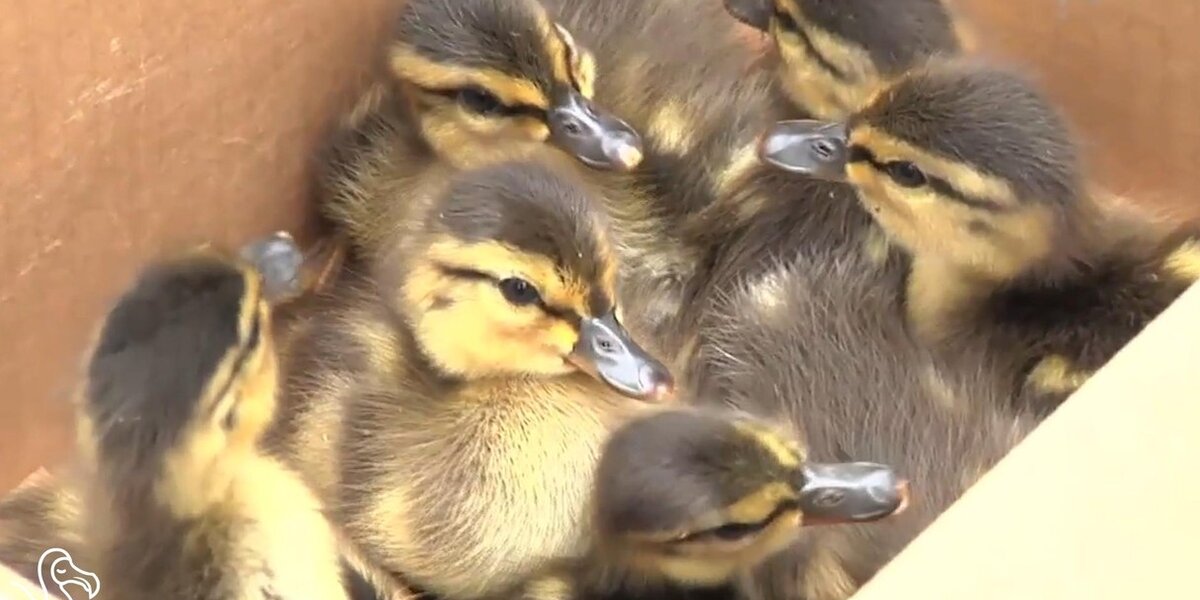 Duck Rescuer WATCH: Saving Ducklings From Sewers - The Dodo