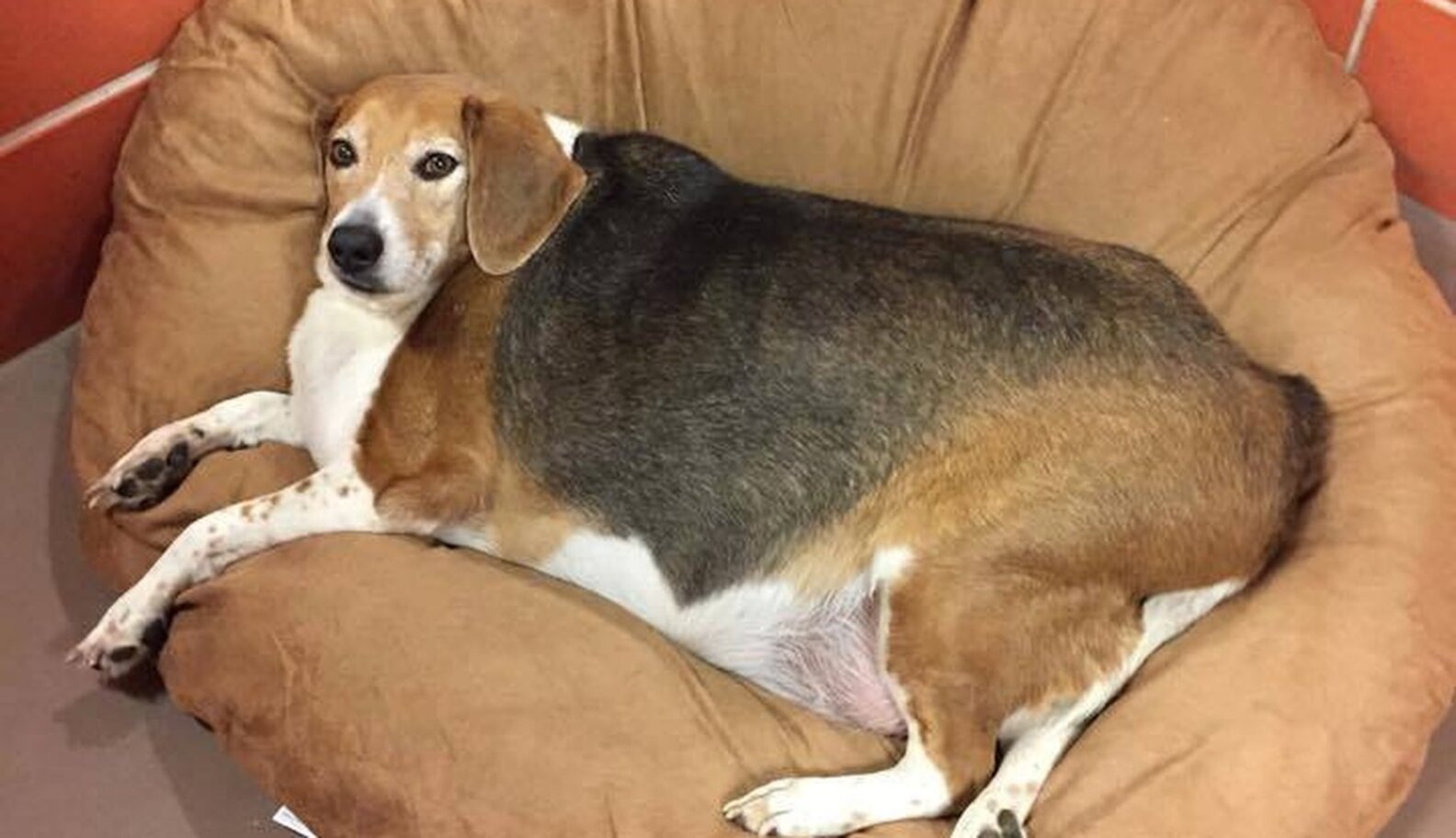 Obese Beagle Drops 20 Pounds, Gets His Groove Back The Dodo