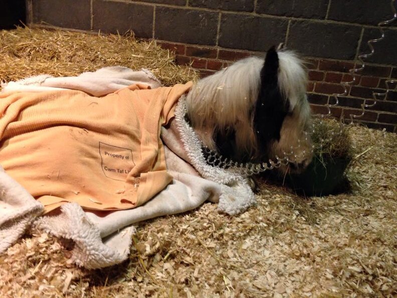 Baby Horse Who Was 'Left For Dead' Stands For The First Time In