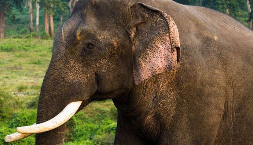 Why Is India Still Capturing Wild Elephants? - The Dodo Why Is India Still Capturing Wild Elephants? - The Dodo