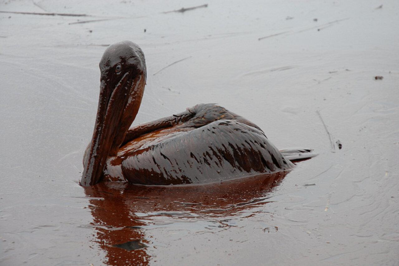 What Does BP s Landmark Oil Spill Ruling Mean For Wildlife The Dodo