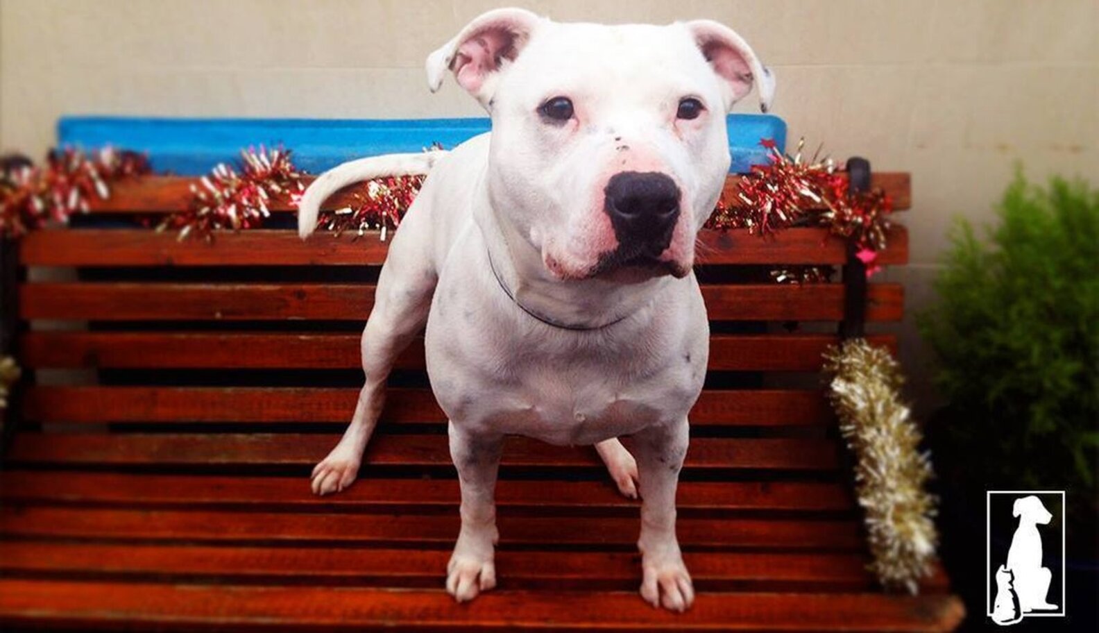Deaf Dog Learns Sign Language While Waiting For Someone To Love Him
