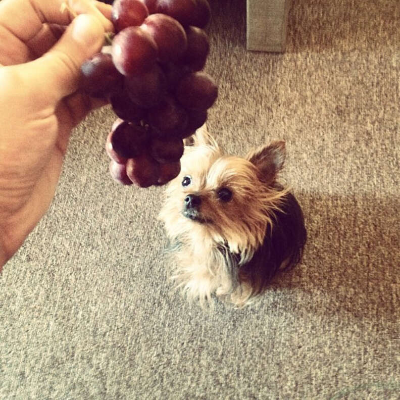 how many grapes does it take to kill a dog