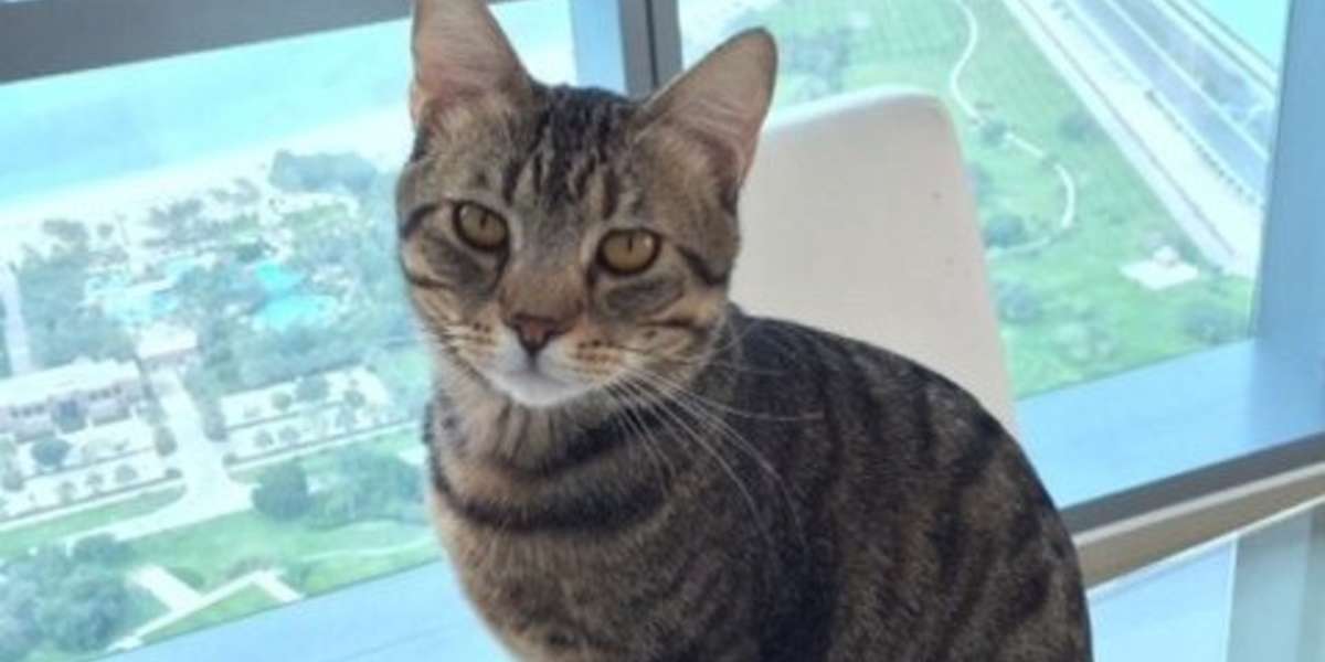 Flight Risk Cat Cat 'Lost' By Airline Reveals Dangers Of Flying With Pets - The Dodo