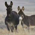 America Wants To Drastically Reduce Its Number Of Wild Burros