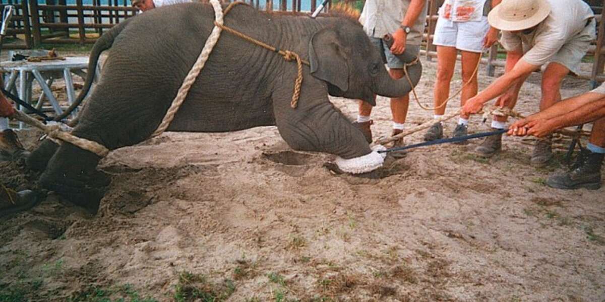 Animal Cruelty Hall Of Shame http://t.co/9YPnrDGxqz #Blackfish # ...