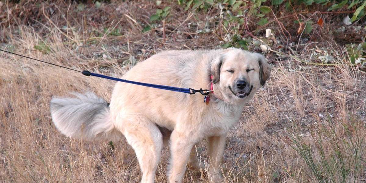 why do dogs watch you while they poop