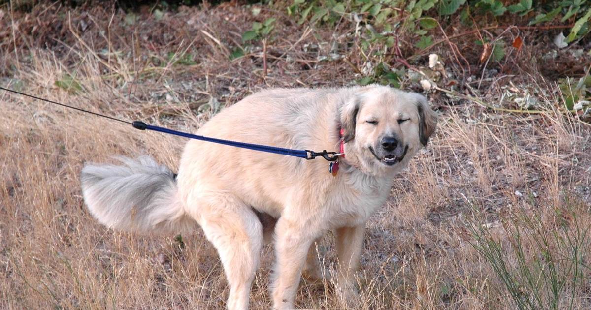 why dogs look at you while pooping