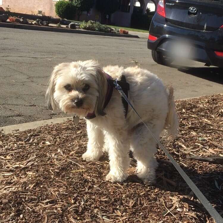 why do dogs watch you while they poop