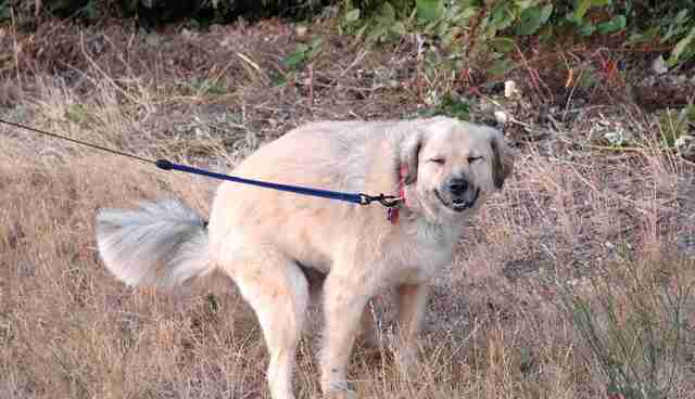 Why Do Dogs Stare At You When They Poop? - The Dodo Why Do Dogs Stare At You When They Poop? - The Dodo