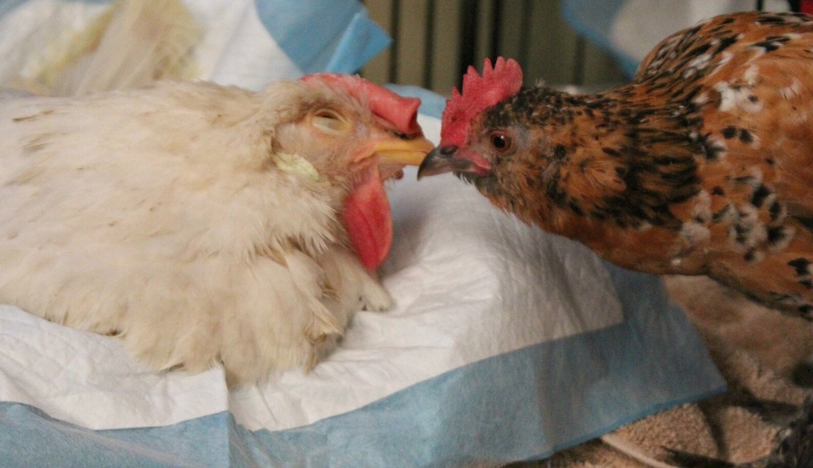 A Hen Died In My Hands For Whole Foods' 'Humane' Eggs The Dodo