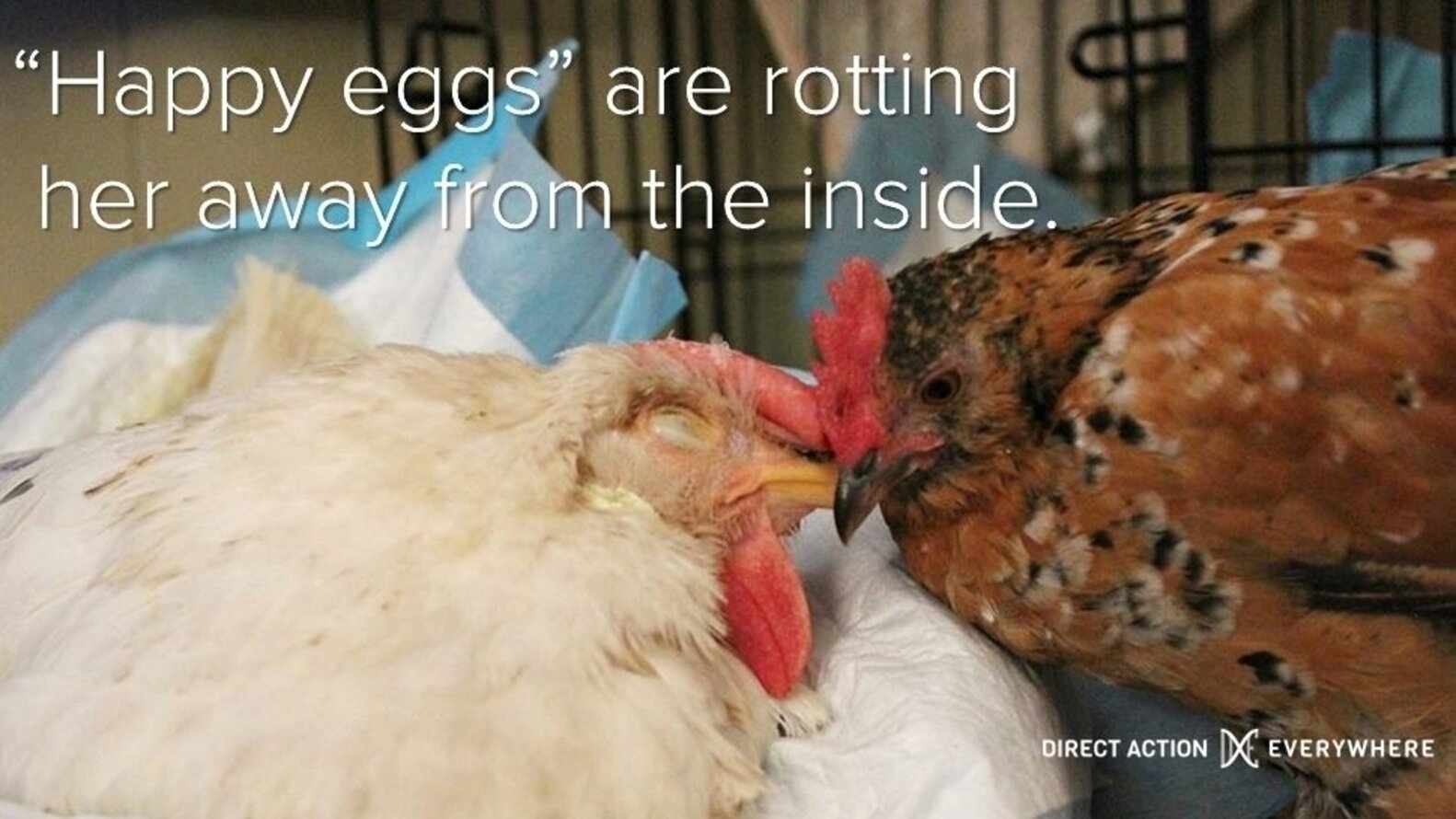 A Hen Died In My Hands For Whole Foods' 'Humane' Eggs The Dodo