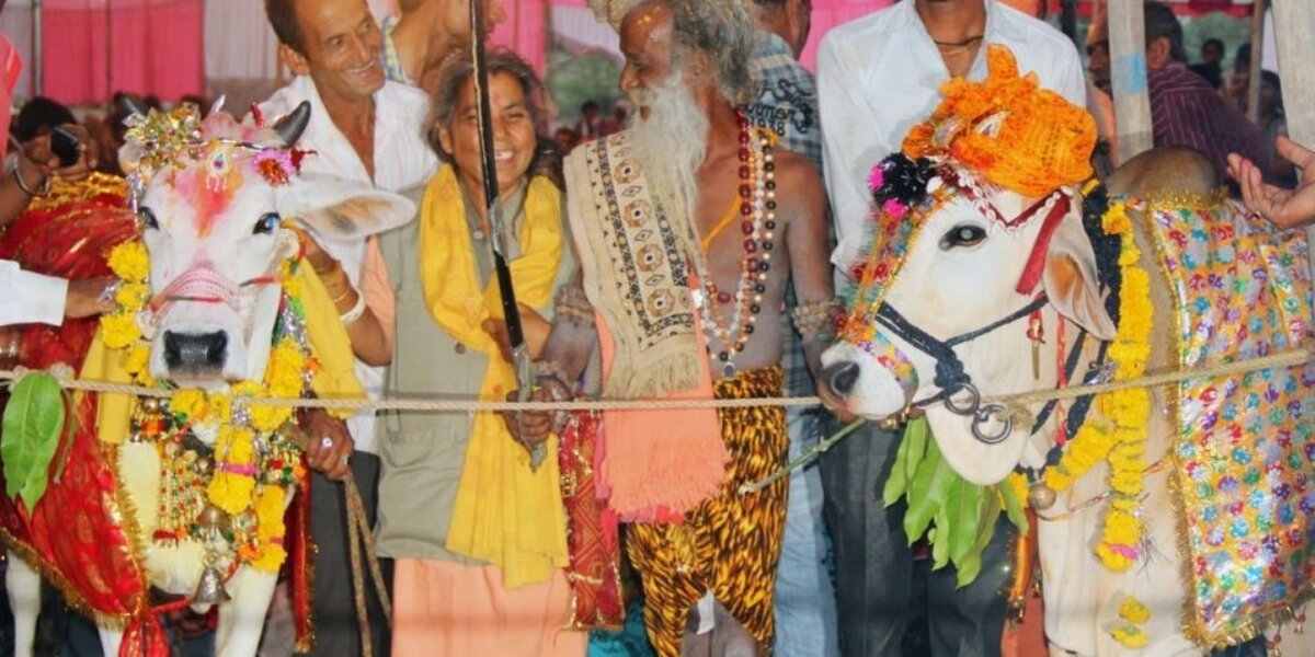 Sacred Bull Marries Cow In Lavish Indian Wedding - The Dodo