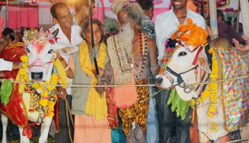 sacred-bull-marries-cow-in-lavish-indian-wedding-the-dodo