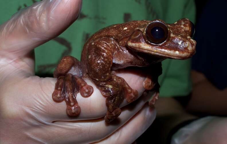 Last Frog Of His Kind Dies Alone - The Dodo