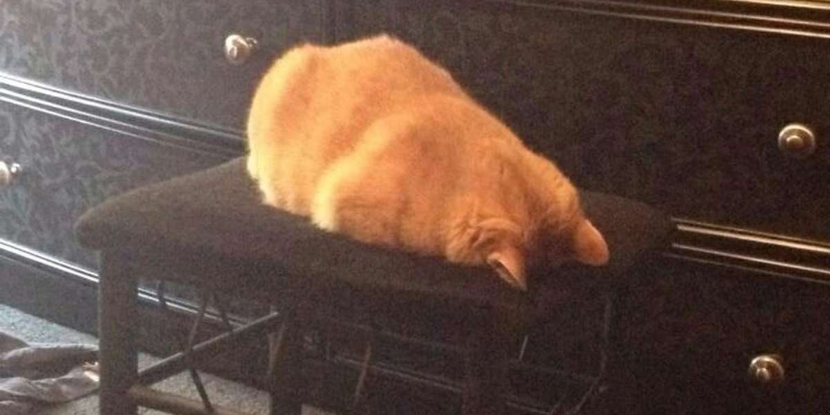 11 Very Important Cat Loaves The Dodo