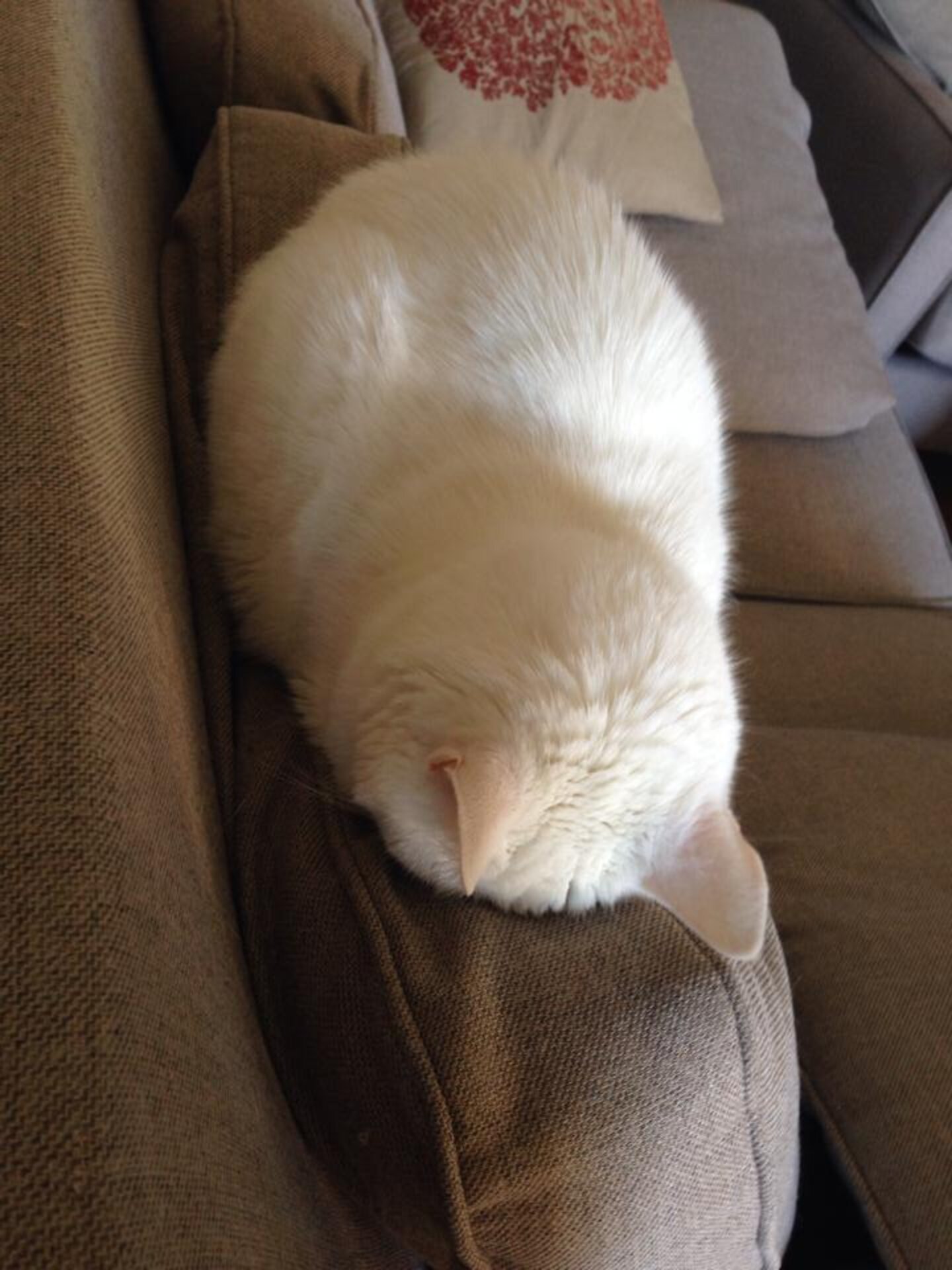 11 Very Important Cat Loaves The Dodo