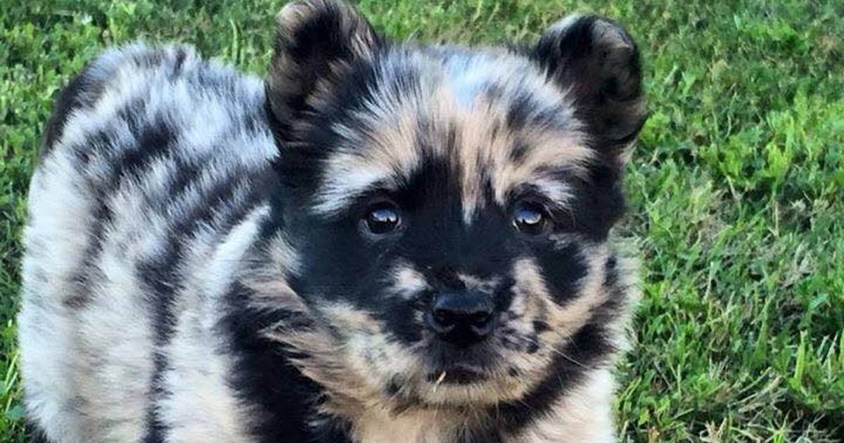 what are the cutest mixed breed dogs