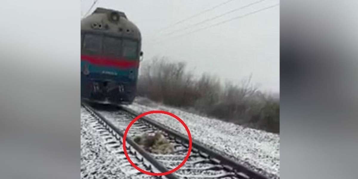 a dog refuses to leave his injured friend train