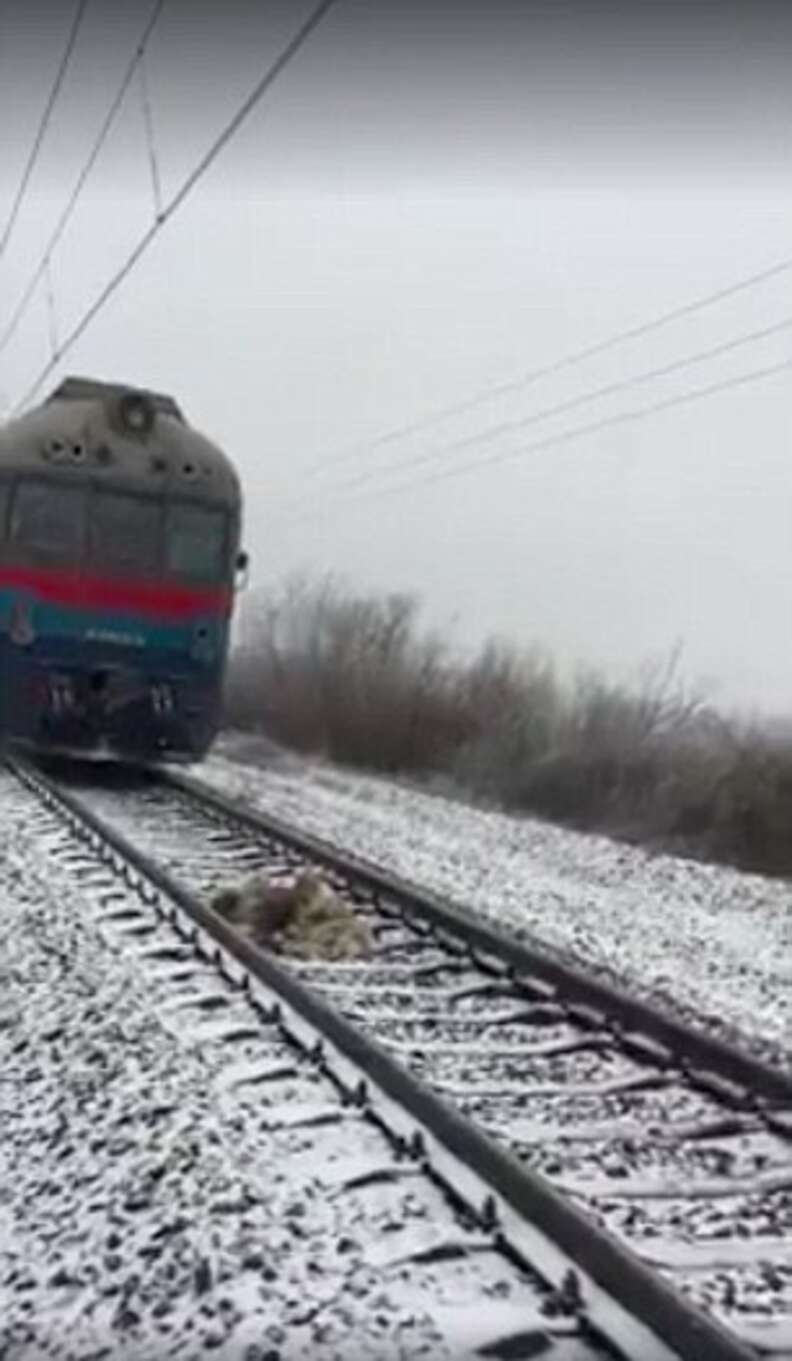 a dog refuses to leave his injured friend train