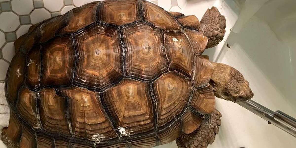 Tortoise Tells His Rescuers EXACTLY When He'd Like A Bath - The Dodo