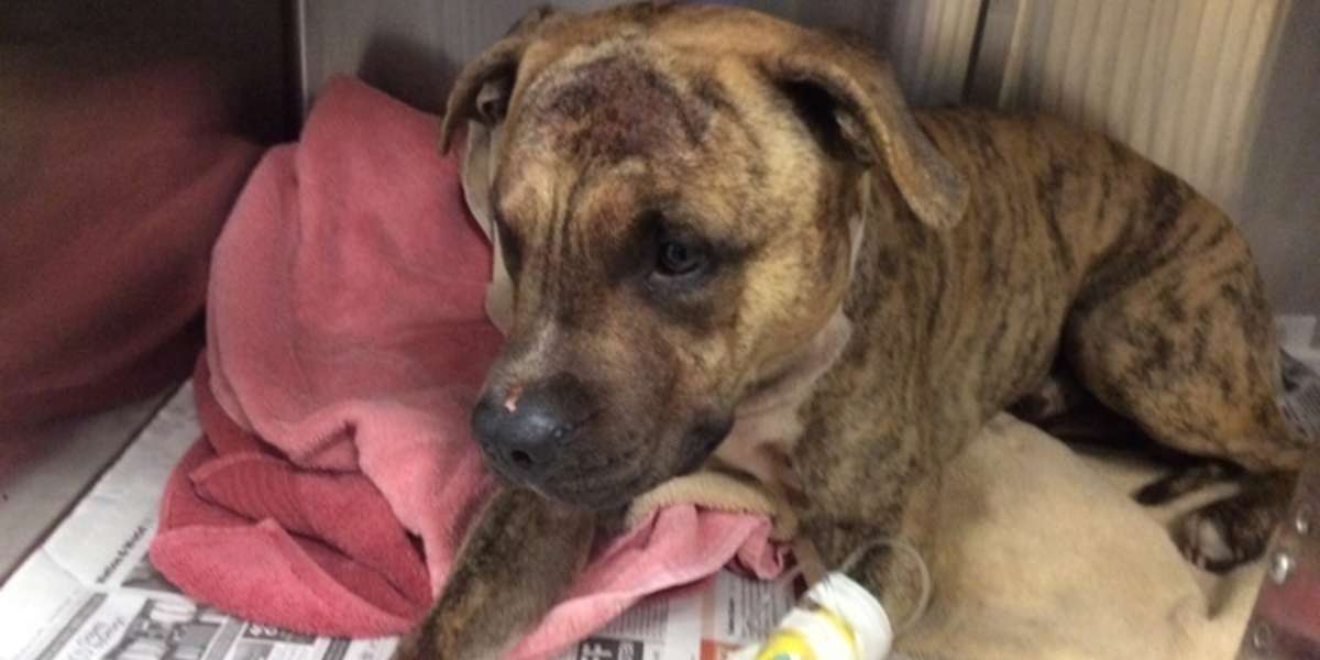 Dog beaten with hammer is "saved" from abuse and now faces being killed