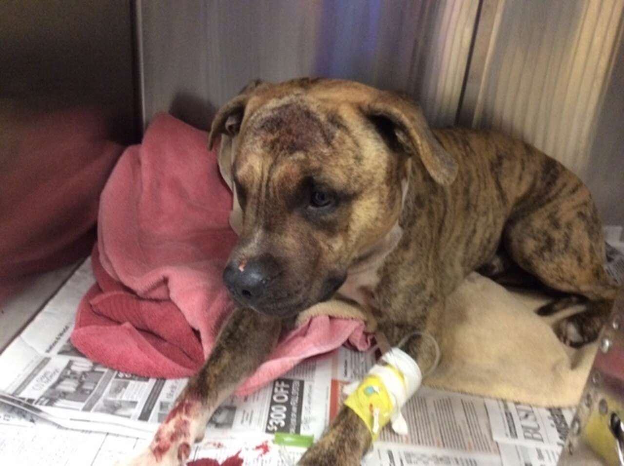 Dog beaten with hammer is 