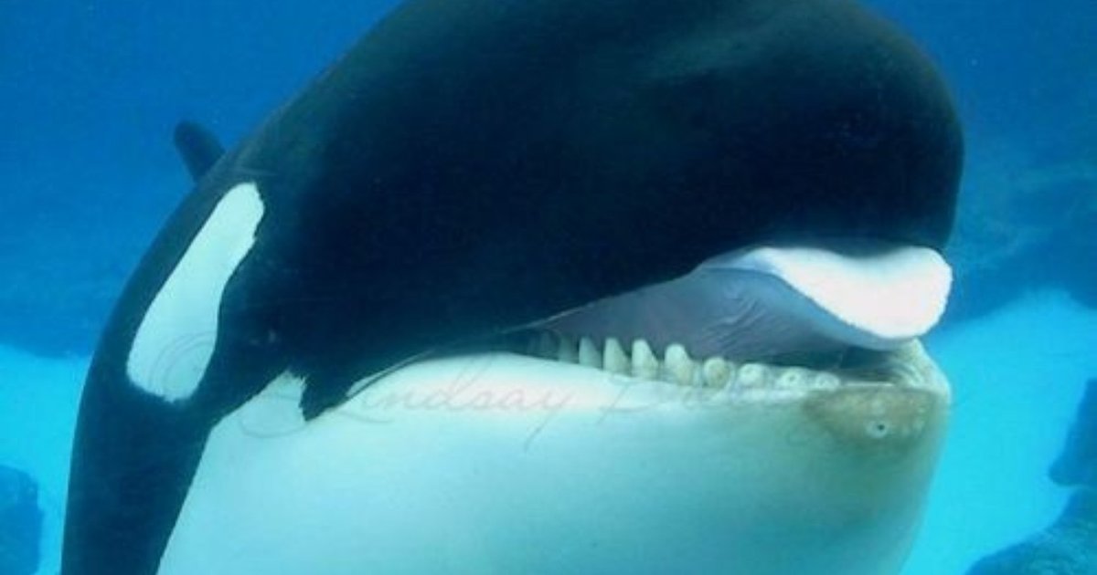 How SeaWorld Turned Orkid Into A Troubled, Violent Orca And What Will ...
