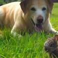 Dog Is Completely Convinced This Bunny Is A Puppy
