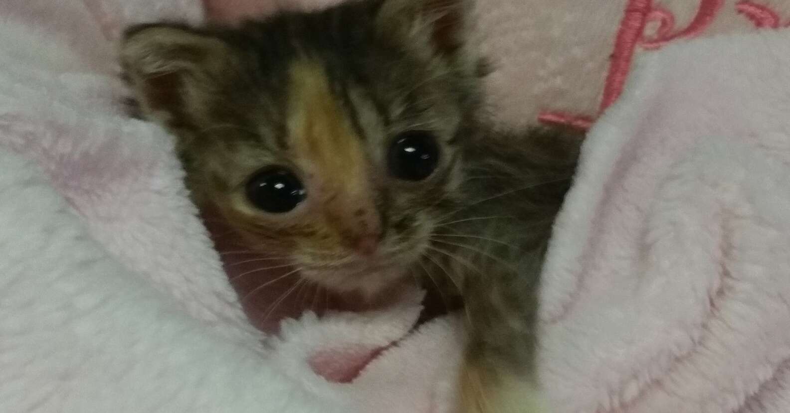 Rescue Kitten Is Half The Size Of A Normal Cat - The Dodo