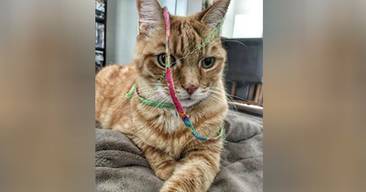 Why Cats And String Are A Really Bad Idea The Dodo