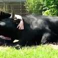Bull Meant For Bullfighting Became A Snuggler Instead