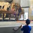 Zoo Accidentally Chops Off Part Of Lion's Tail During Kids' Show