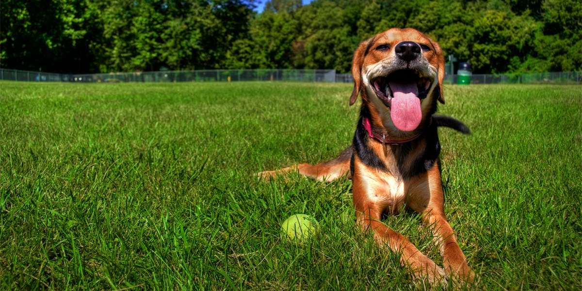 how to know if your dog is overheating