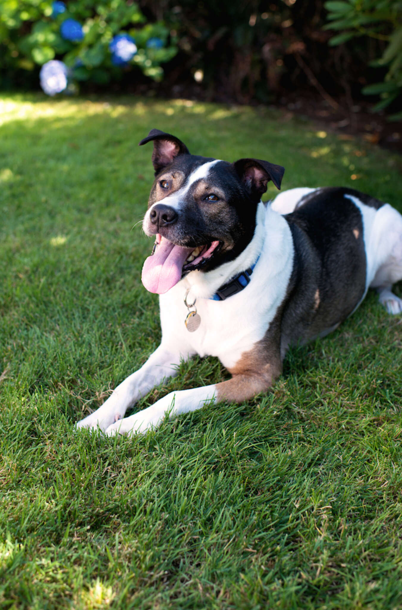 How To Tell If Your Dog Is Overheating The Dodo how-to-tell-if-your-dog-is-overheating-the-dodo