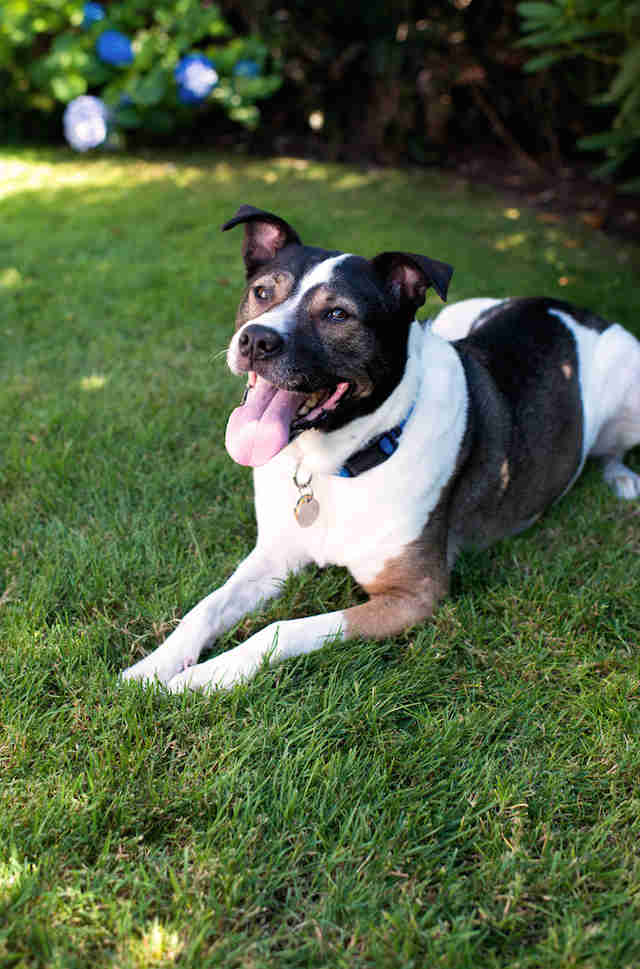 How To Tell If Your Dog Is Overheating The Dodo