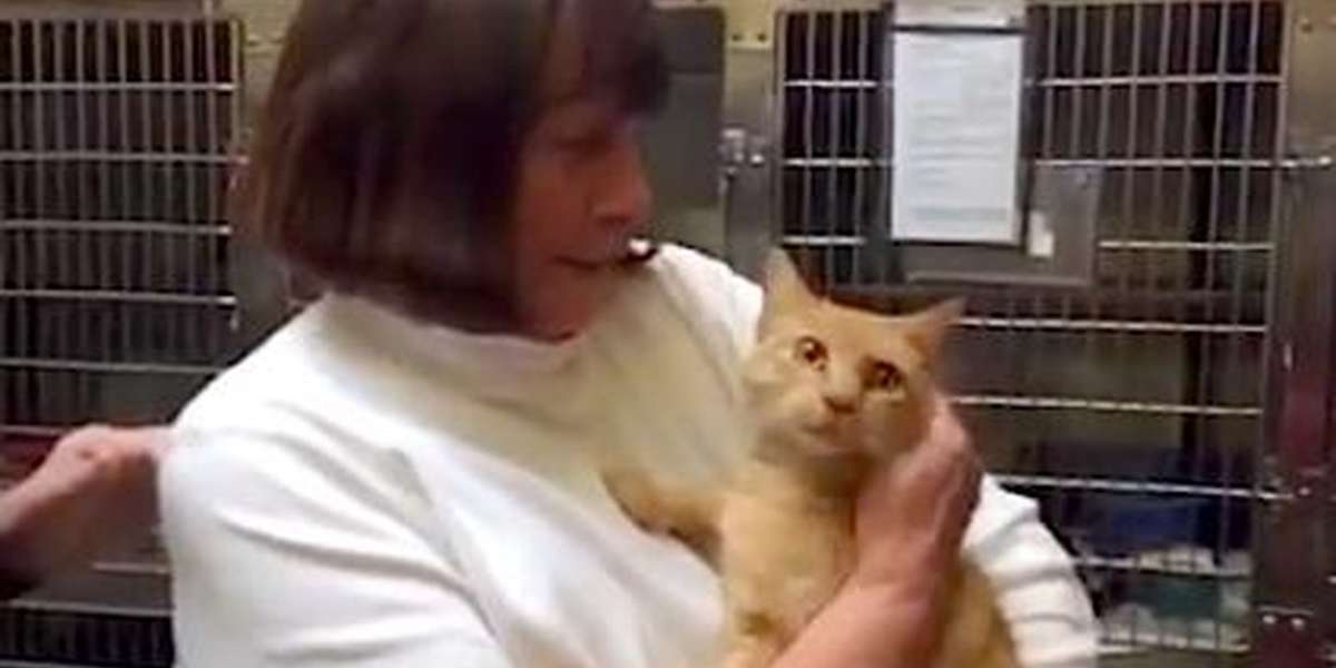 Cat Who Went Missing 8 Years Ago Lovingly Reunited With Her Family ...