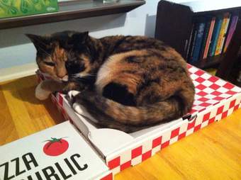10 Cats Who Are Commandeering Your Pizza The Dodo