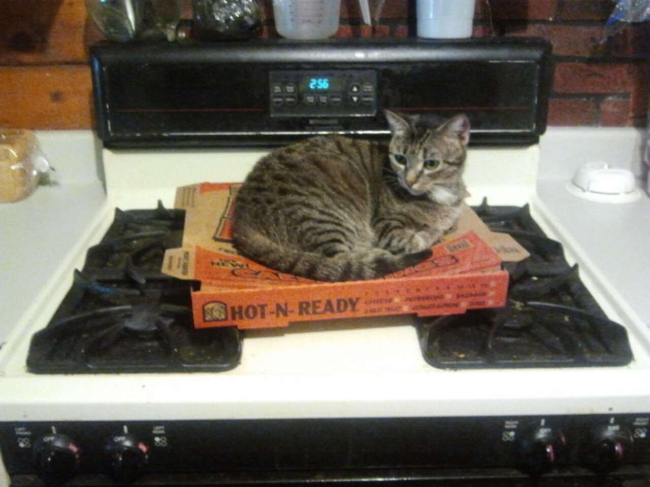 10 Cats Who Are Commandeering Your Pizza - The Dodo