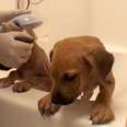 Starving, Sick Puppies Get Transformed By Kind Veterinarian